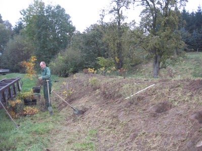 Pflanzung